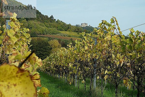 Hambacher Schloss  Weinberg  Maikammer  Südliche Weinstraße  Rheinland-Pfalz  Deutschland  Maikammer  Rheinland-Pfalz  Deutschland  Europa