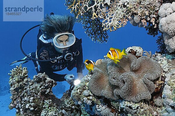 Taucherin  Taucher betrachtet Teppichanemone (Stichodactyla haddoni) mit Rotmeer-Anemonenfisch (Amphiprion bicinctus) Rotes Meer  St. Johns  Marsa Alam  Ägypten  Afrika