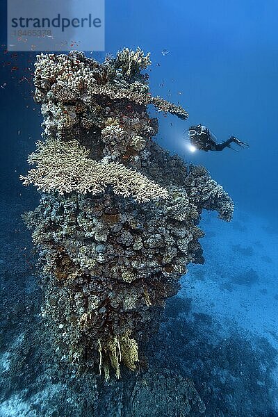 Taucher betrachtet fünfzehn Meter hoch aufragenden Korallenturm aus verschiedenen Steinkorallenarten  Rotes Meer  St. Johns  Ägypten  Afrika