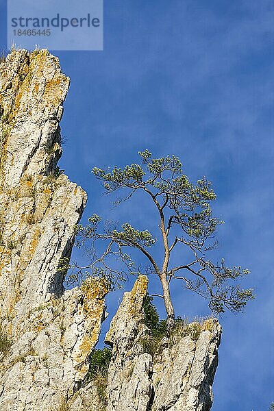 Bruckfels  ein Baum steht exponiert auf einem Felsvorsprung  Blaubeuren  Baden-Württemberg  Deutschland  Europa