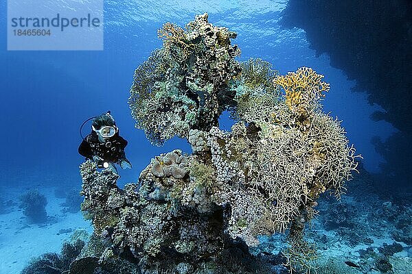 Taucherin  Taucher an bizarrem Korallenstock  bizarr  betrachtet Teppichanemone (Stichodactyla haddoni) mit Rotmeer-Anemonenfisch (Amphiprion bicinctus) Rotes Meer  St. Johns  Marsa Alam  Ägypten  Afrika