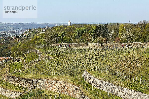 Blick vom Bismarckturm Radebeul auf die Oberlößnitzer Weinberge  Friedensburg und Wasserturm Wasserwerk Niederlößnitz  Radebeul  Sachsen  Deutschland  Europa