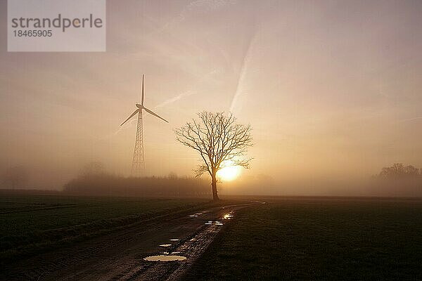 Landschaft  Baum  Windgenerator  Weg  Pfütze  Nebel  Sonnenaufgang  Himmel  Farbe  Winter  Deutschland  Die aufgehende Sonne scheint durch den Nebel und lässt die Landschaft und den Himmel in stimmungsvollen Farben erscheinen. Das Sonnenlicht spiegelt sich in den Pfützen wieder  Europa