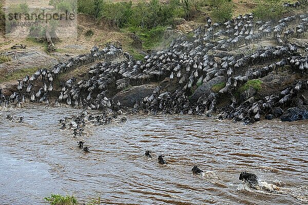 Gnu (Connochaetes) überqueren den Fluss  Wasser  Herde  Talek River  Masai Mara NP  Kenia  Afrika