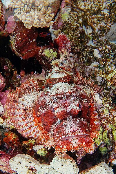 Portrait von Fransen-Drachenkopf (Scorpaenopsis oxycephala)  Tauchplatz St. Johns Riff  Rotes Meer  Ägypten  Afrika
