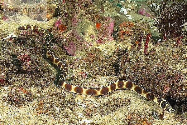 Flecken-Schlangenaal (Myrichthys maculosus)  Schlangenaal. Tauchplatz Aliwal Shoal  Umkomaas  KwaZulu Natal  Südafrika