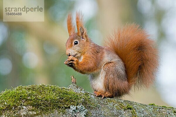 Eichhörnchen (Sciurus vulgaris) sitzt auf Baumstamm  frisst Haselnuss  Tierportrait  Hessen  Deutschland  Europa