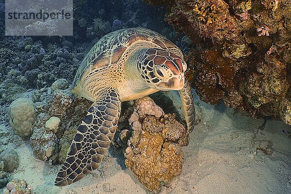 Grüne Meeresschildkröte (Chelonia mydas)  Tauchplatz Ras Mohammed Nationalpark  Sinai  Ägypten  Rotes Meer  Afrika