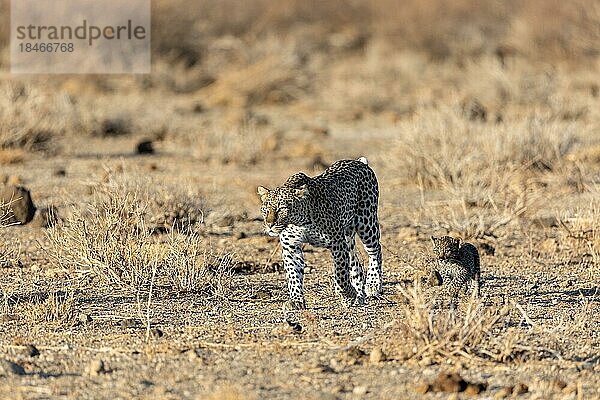 Leopardenbaby läuft neben der Mutter  Leopard (Panthera pardus)  weiblich  Samburu National Reserve  Kenia  Afrika