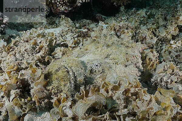 Ein Echter Steinfisch (Synanceia verrucosa) lauert gut versteckt auf Beute. Tauchplatz Hausriff  Mangrove Bay  El Quesir  Rotes Meer  Ägypten  Afrika