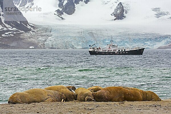 Eine Gruppe von Walrosse (Odobenus rosmarus) ruht am Strand vor einem Boot mit Ökotouristen  Svalbard  Spitzbergen  Norwegen  Europa