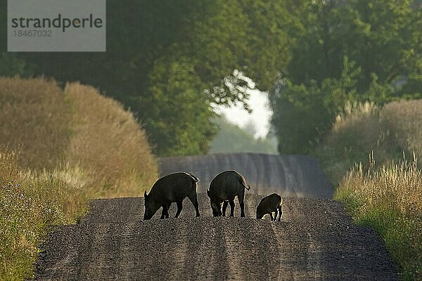 Wildschweine (Sus scrofa) mit Jungtieren bei der Futtersuche entlang eines ländlichen Feldwegs im Wald im Sommer