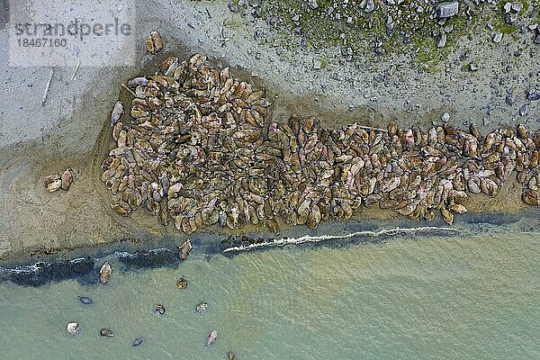 Luftaufnahme einer Herde von Walrosse (Odobenus rosmarus)  die im Sommer zusammengekauert am Strand ruhen  Svalbard  Spitzbergen  Norwegen  Europa