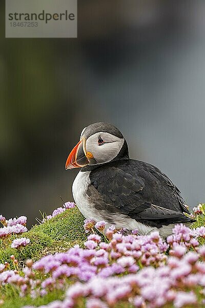 Papageitaucher (Fratercula arctica)  Papageitaucher im Brutkleid zwischen Seedornblüten auf einer Klippe in einer Seevogelkolonie