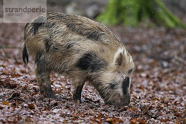 Geflecktes Wildschwein (Sus scrofa) mit Ferkel auf Futtersuche im Herbstwald