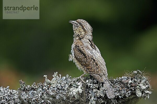 Wendehals (Jynx torquilla)  nördlicher Wendehals auf einem Baum sitzend und im Frühjahr rufend