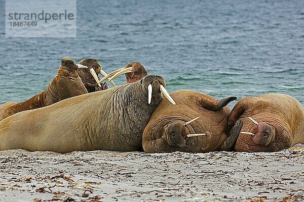 Gruppe von Walrosse (Odobenus rosmarus) beim Ausruhen am Strand  Svalbard  Spitzbergen  Norwegen  Europa