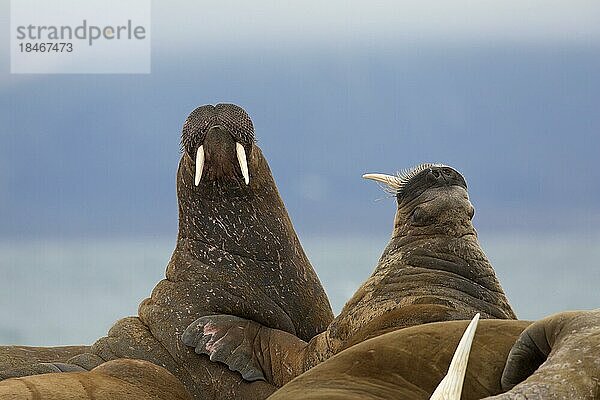 Eine Gruppe männlicher Walrossbullen (Odobenus rosmarus) kämpft am Strand von Phippsøya in Sjuøyane  Schärengebiet nördlich von Nordaustlandet  Svalbard  Norwegen  Europa