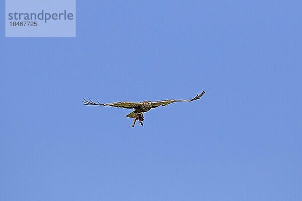 Rohrweihe (Circus aeruginosus)  Männchen mit Kaninchen  Hasenbeute in den Krallen  fliegend gegen blauen Himmel