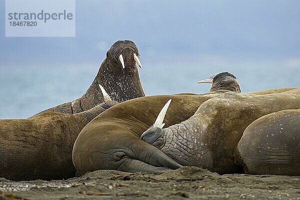 Eine Gruppe männlicher Walrosse (Odobenus rosmarus) ruht am Strand von Phippsøya in Sjuøyane  Schärengebiet nördlich von Nordaustlandet  Svalbard  Norwegen  Europa