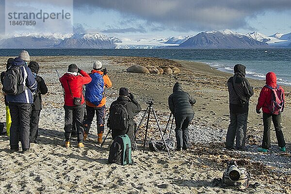 Touristen fotografieren eine Gruppe von Walrosse (Odobenus rosmarus) am Strand entlang der Küste des Arktischen Ozeans  Svalbard  Norwegen  Europa