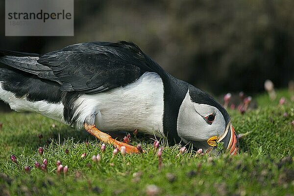 Papageitaucher (Fratercula arctica) beim Graben einer Höhle mit dem Schnabel zum Nisten  Fair Isle  Shetland  Schottland  Großbritannien  Europa