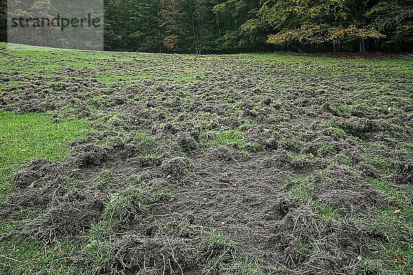 Ruiniertes Grasland am Waldrand  das von Wildschweine (Sus scrofa) durchwühlt wurde