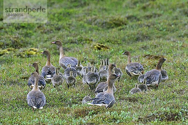 Kurzschnabelgans (Anser brachyrhynchus)  erwachsene Gänse mit Gänseküken im Frühsommer auf Island