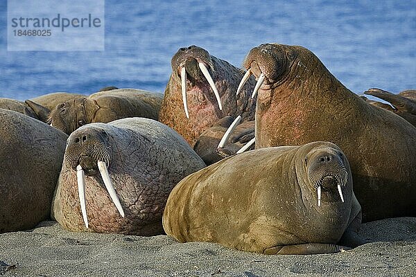 Walrosse (Odobenus rosmarus) in der Walrosskolonie im Prins Karl Forland Nationalpark  Svalbard  Spitzbergen  Norwegen  Europa