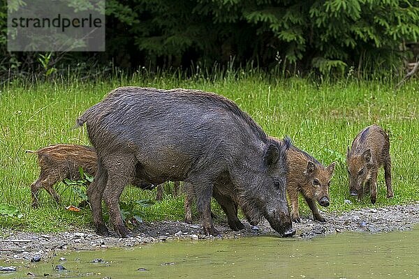 Wildschwein (Sus scrofa) mit Ferkeln  die Wasser aus einem Teich im Wald trinken