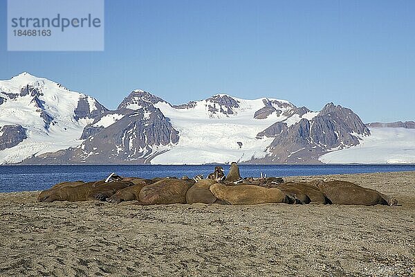 Eine Gruppe männlicher Walrosse (Odobenus rosmarus) ruht am Strand von Phippsøya in Sjuøyane  Schärengebiet nördlich von Nordaustlandet  Svalbard  Norwegen  Europa