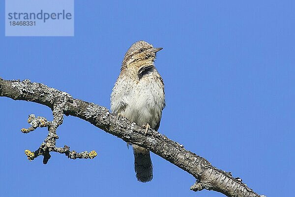 Wendehals (Jynx torquilla)  nördlicher Wendehals auf einem Baum vor blauem Himmel