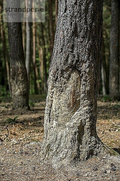 Teilweise abgeschabte und mit getrocknetem Schlamm überzogene Baumrinde nach dem Suhlen durch Wildschwein (Sus scrofa) im Wald