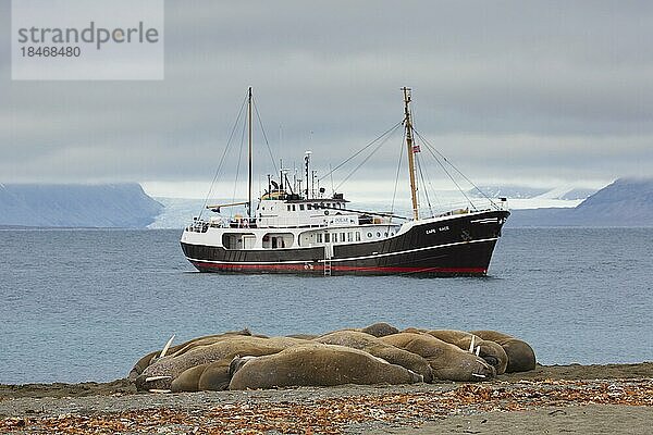 Eine Gruppe von Walrosse (Odobenus rosmarus) ruht am Strand von Phippsøya in Sjuøyane  Schärengebiet nördlich von Nordaustlandet  Svalbard  Norwegen  Europa