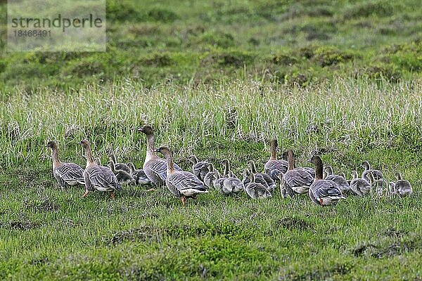 Kurzschnabelgans (Anser brachyrhynchus)  erwachsene Gänse mit Gänseküken im Frühsommer auf Island