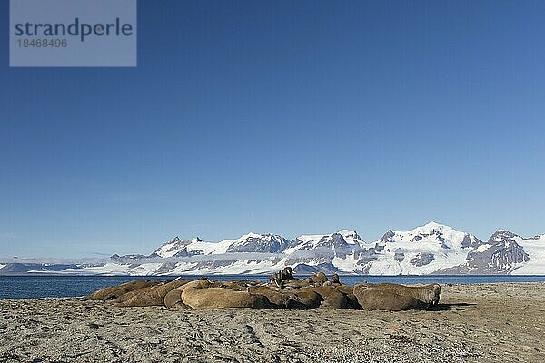 Eine Gruppe männlicher Walrosse (Odobenus rosmarus) ruht am Strand von Phippsøya in Sjuøyane  Schärengebiet nördlich von Nordaustlandet  Svalbard  Norwegen  Europa