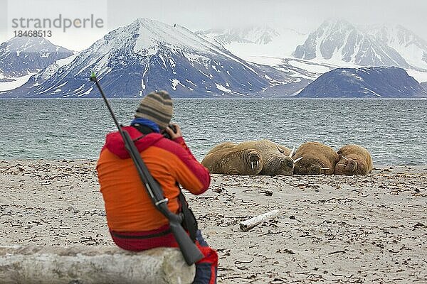 Mit einem Gewehr bewaffneter Führer beobachtet Walrosse (Odobenus rosmarus)  die am Strand von Svalbard  Spitzbergen  Norwegen  ruhen  Europa