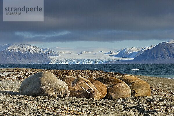 Gruppe von Walrosse (Odobenus rosmarus)  die sich am Strand entlang der Küste des Arktischen Ozeans ausruhen  Svalbard  Norwegen  Europa