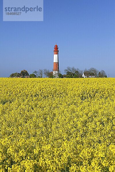 Leuchtturm Flügge  Flügge und blühendes Rapsfeld auf Fehmarn  Insel in der Ostsee vor der Ostküste von Schleswig Holstein  Deutschland  Europa