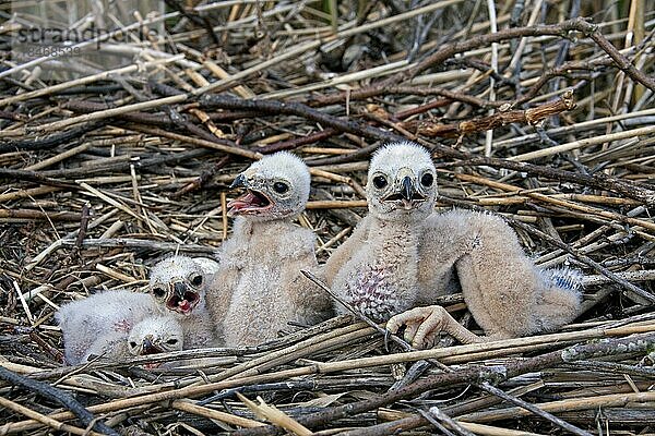 Küken der Rohrweihe (Circus aeruginosus) im Nest  Schweden  Europa