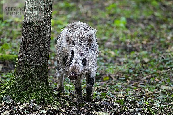 Geflecktes Wildschwein (Sus scrofa) mit Ferkel auf Futtersuche im Herbstwald