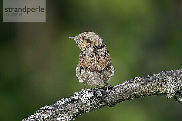 Wendehals (Jynx torquilla)  nördlicher Wendehals auf einem Baum im Wald sitzend