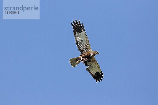 Rohrweihe (Circus aeruginosus)  Männchen mit Kaninchen  Hasenbeute in den Krallen  fliegend gegen blauen Himmel