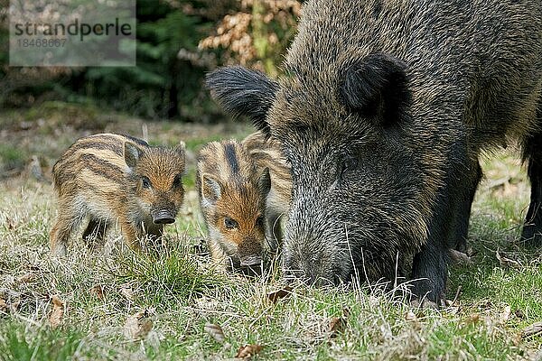 Wildschwein (Sus scrofa) mit Ferkeln bei der Futtersuche im Wald im Frühling  Deutschland  Europa