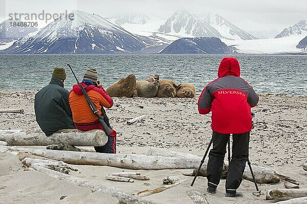 Ökotouristen mit bewaffnetem Führer beobachten und fotografieren Walrosse (Odobenus rosmarus)  die am Strand von Svalbard  Spitzbergen  Norwegen  ruhen  Europa