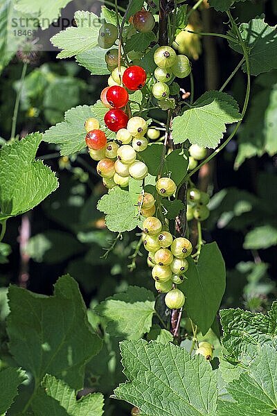 Rote Johannisbeeren (Ribes rubrum)  reife und unreife Früchte