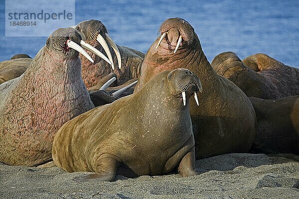 Walrosse (Odobenus rosmarus) in der Walrosskolonie im Prins Karl Forland Nationalpark  Svalbard  Spitzbergen  Norwegen  Europa