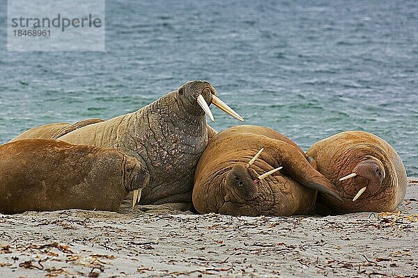 Gruppe von Walrosse (Odobenus rosmarus) beim Ausruhen am Strand  Svalbard  Spitzbergen  Norwegen  Europa