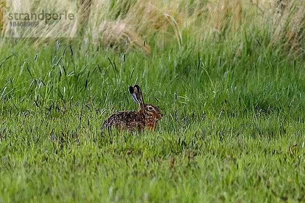 Feldhase (Lepus europaeus)