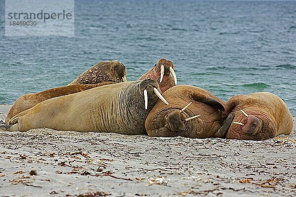 Gruppe von Walrosse (Odobenus rosmarus) beim Ausruhen am Strand  Svalbard  Spitzbergen  Norwegen  Europa